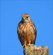 Peneireiro vulgar(Falco tinnunculus.jpg.jpg