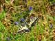 Borboleta cauda de andorinha(Papilio machaon) 2.JPG.jpg