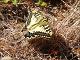 Papilio machaon (2).JPG.jpg